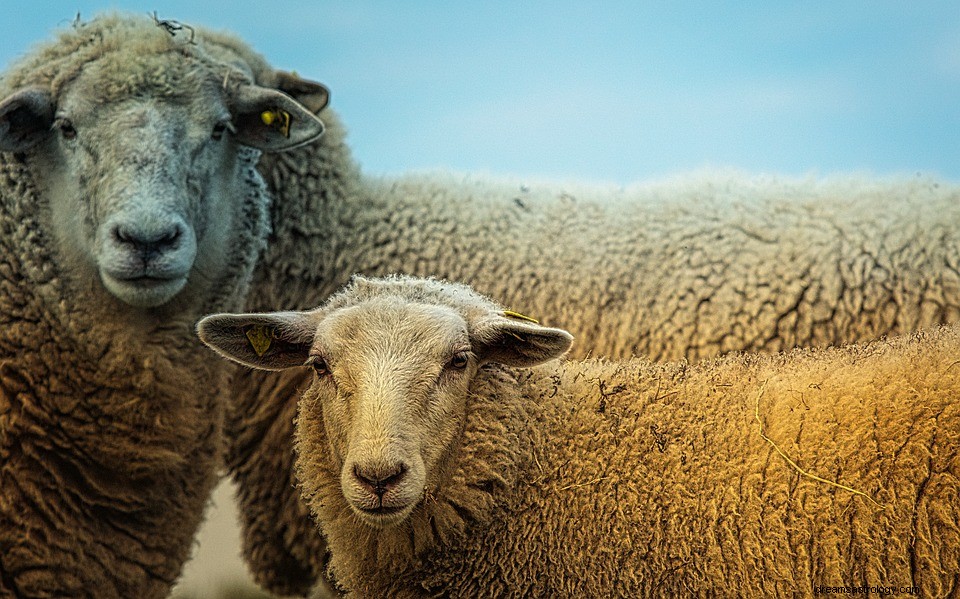 Schaf im Traum – Bedeutung und Erklärung 