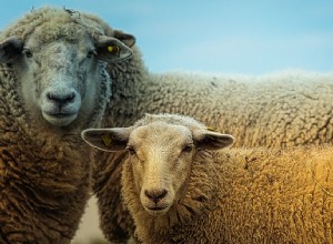 Moutons dans un rêve - Signification et explication 