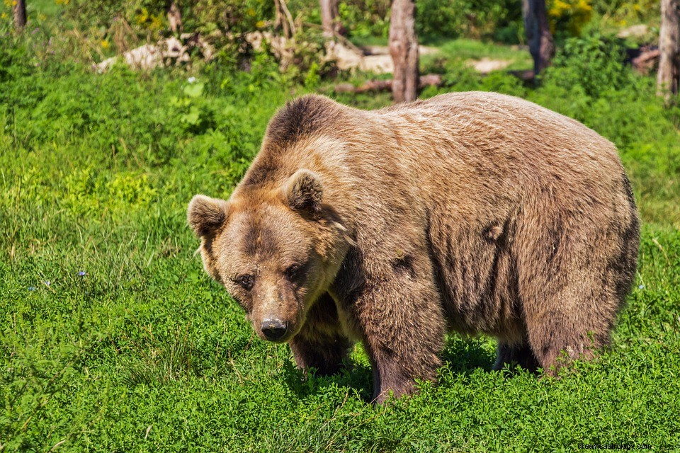 Ours – Que signifie rêver d ours ? 