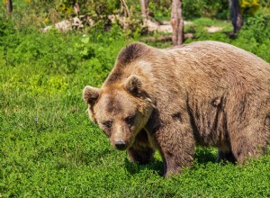 Medvěd – co to znamená snít o medvědech? 
