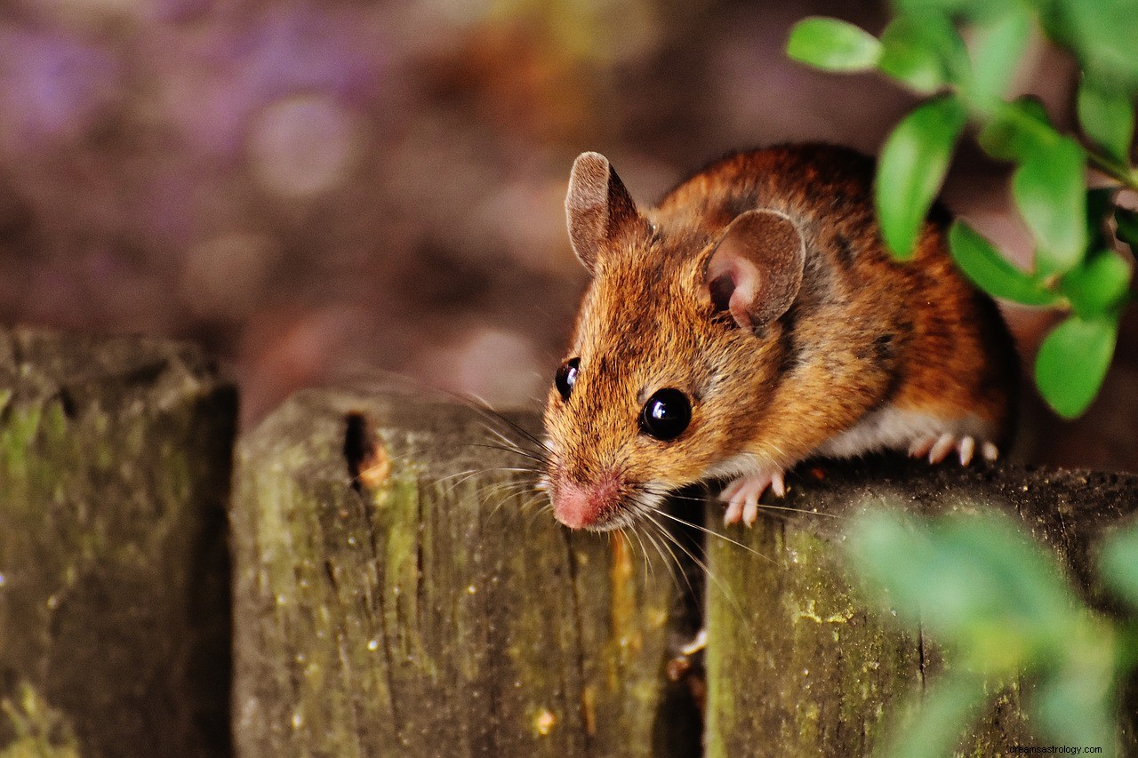 Souris dans un rêve - Signification et interprétation 