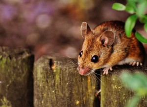 Ratón en un Sueño – Significado e Interpretación 