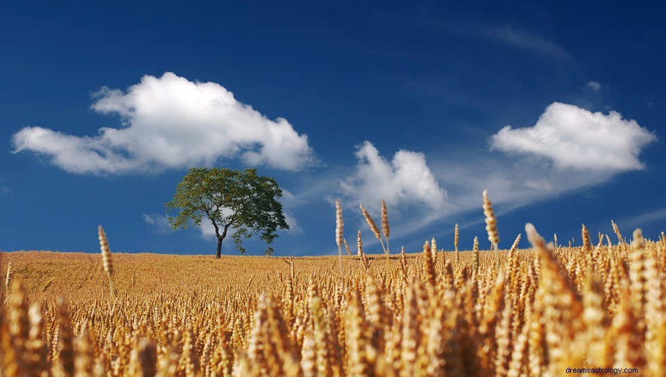 Campo em um sonho - significado e simbolismo 