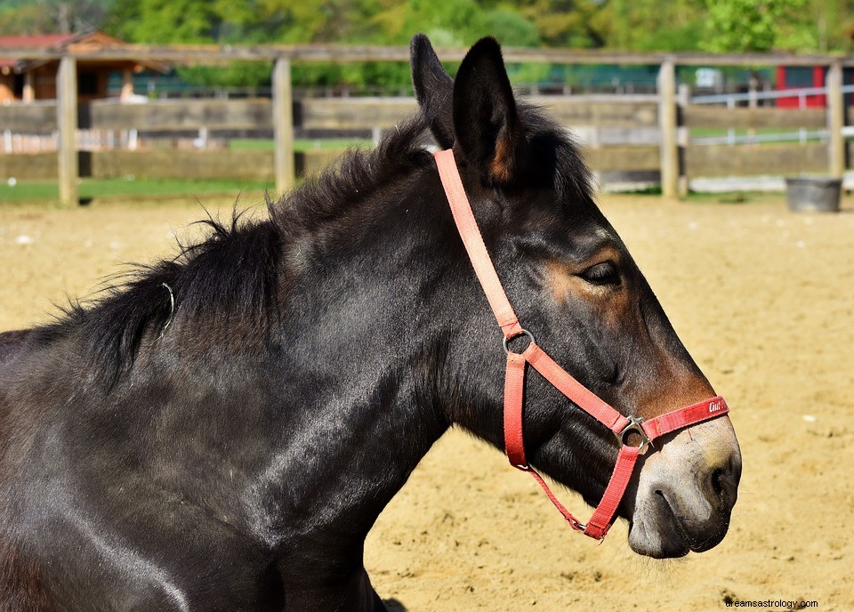 Sen o mule – význam a symbolika 