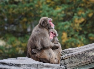 夢に寄り添う–象徴性と意味 