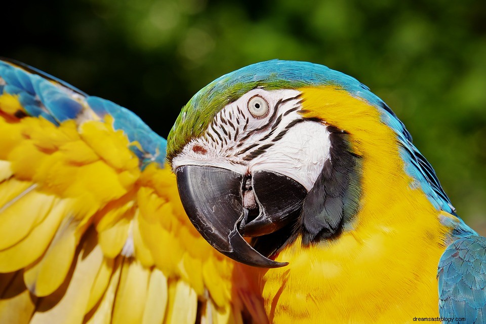 Papegoja i en dröm – mening och symbolik 