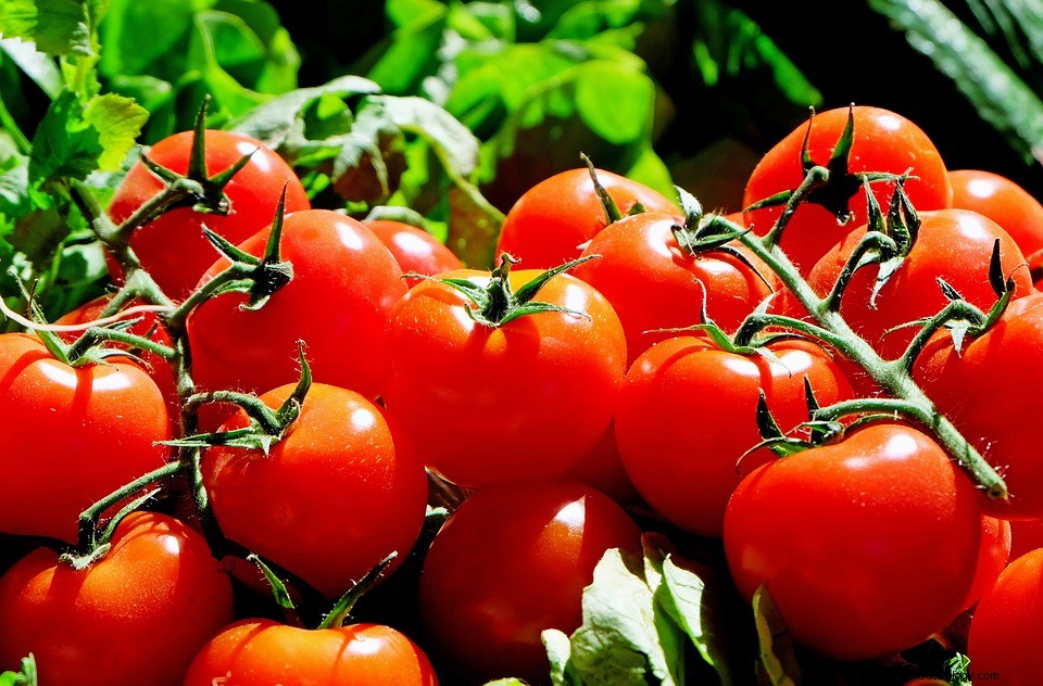 Hva betyr det å drømme om tomater? 