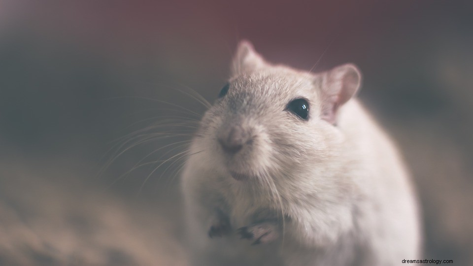 夢の中のネズミ–意味と説明 
