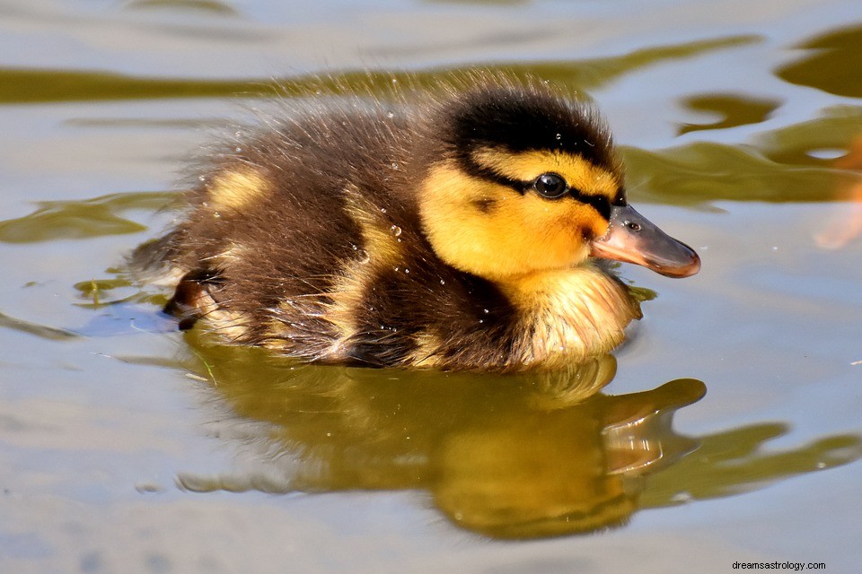 Significado de un pato en un sueño 