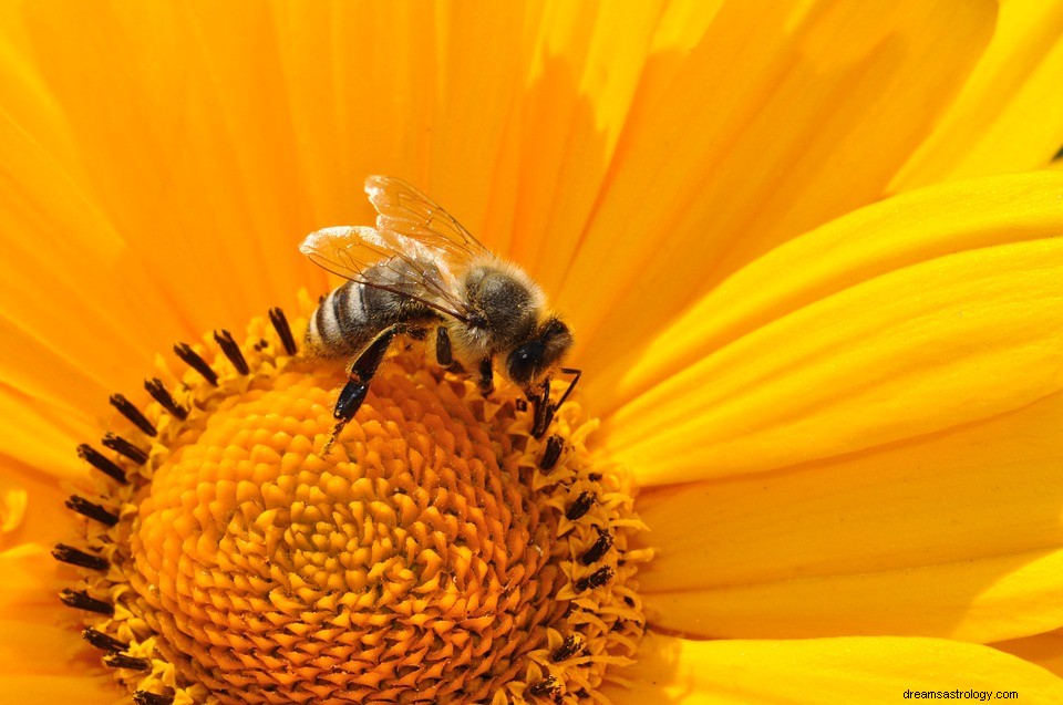 Dromen over bijen - betekenis en symboliek 
