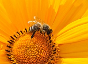 Sny o včelách – význam a symbolika 