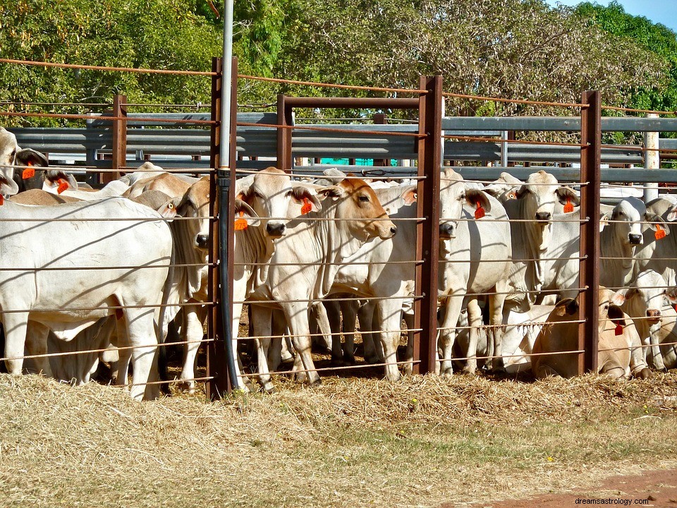 Stalla per bestiame – Significato e interpretazione del sogno 