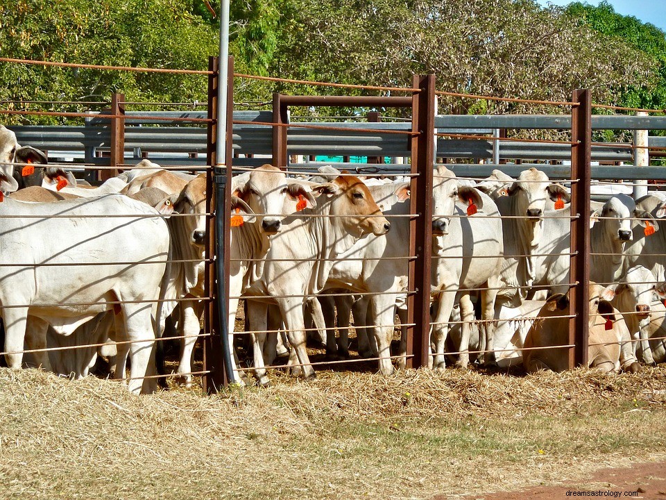 Cattle Pen – drömmening och tolkning 