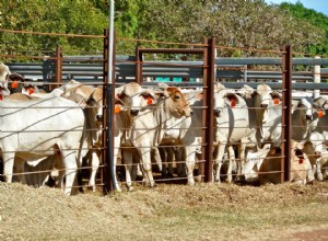 Enclos à bétail - Signification et interprétation des rêves 