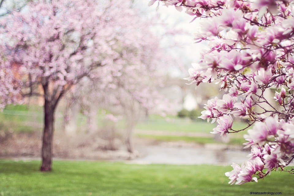 Significato della primavera in un sogno 