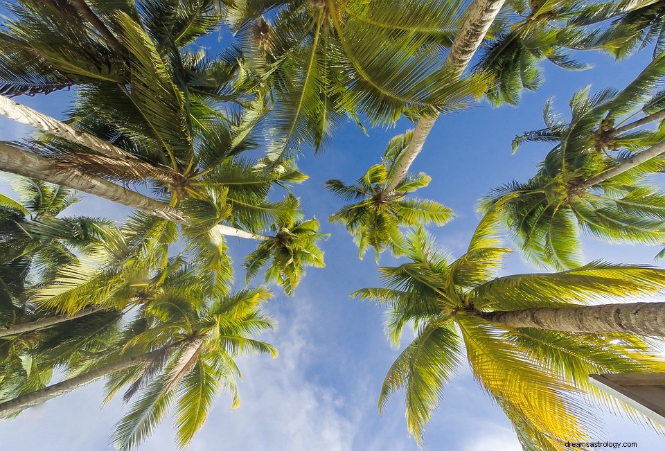 Significado de palmera en un sueño 