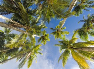 Significado de palmera en un sueño 