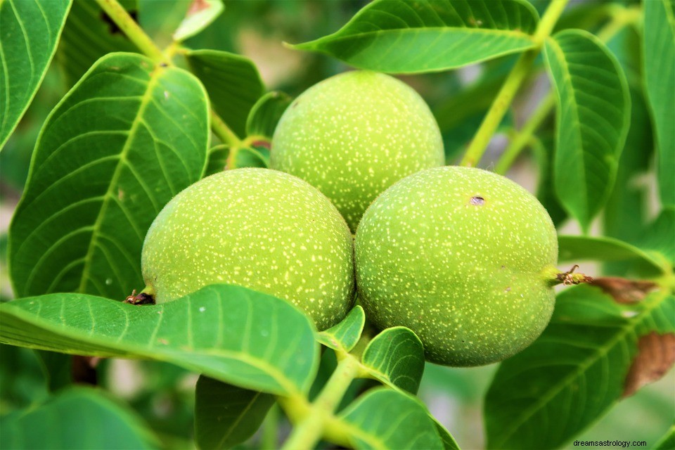 Dromen over Walnut Tree - Betekenis en symboliek 