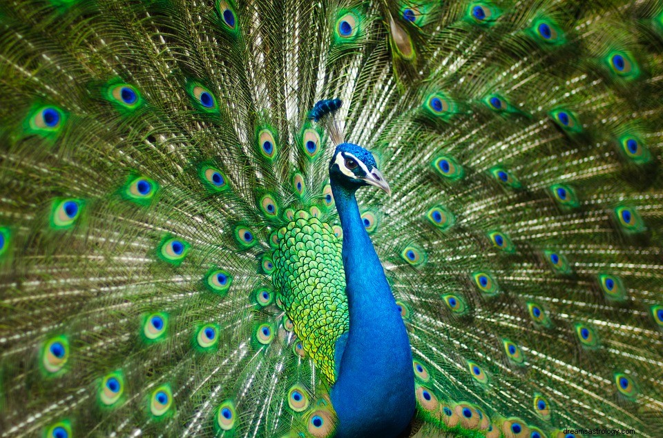 Peacock - Betekenis en interpretatie van dromen 