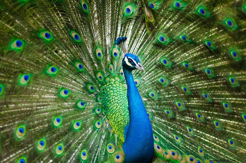 Peacock - Drømmebetydning og -tolkning 