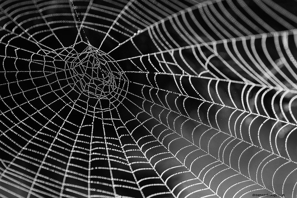 夢の中の蜘蛛の巣の意味 