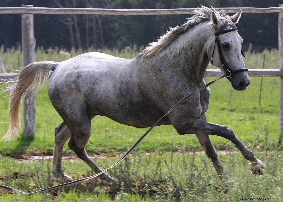 Hingst i en dröm – mening och symbolik 