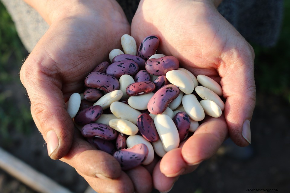 豆についての夢–意味と象徴性 