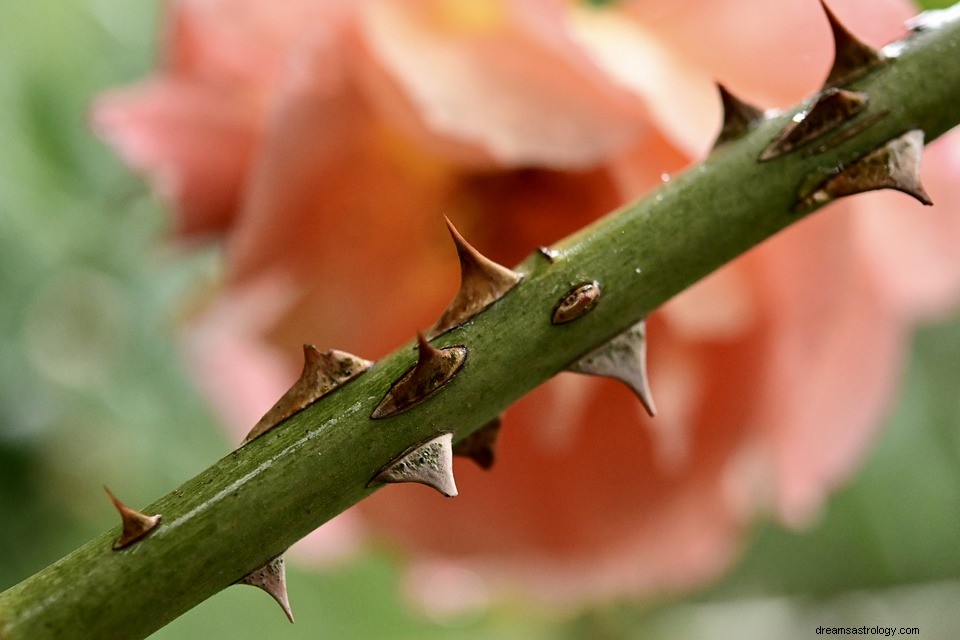 Thorn in a Dream - Betekenis en uitleg 