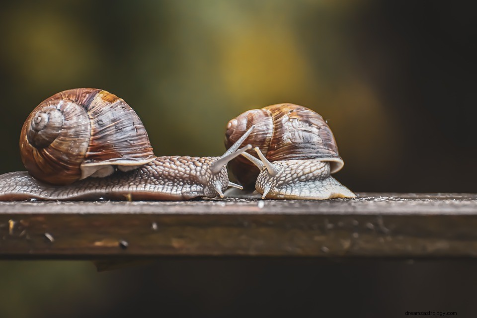 Drömmar om snigel – mening och symbolik 