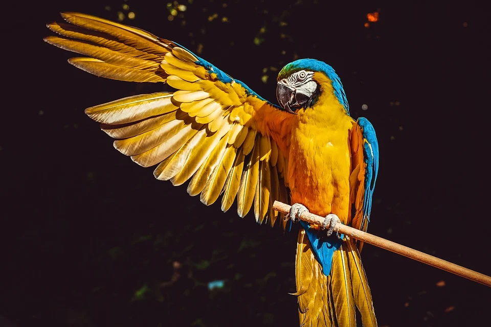 夢の中の鳥の意味 