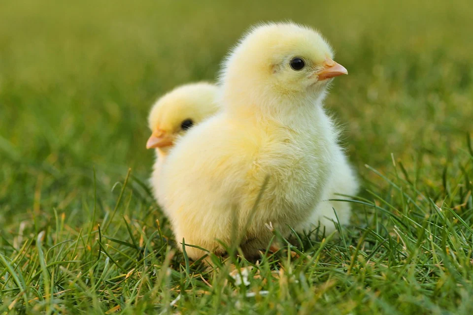 Pollo y Pollos – Significado de los Sueños e Interpretaciones 