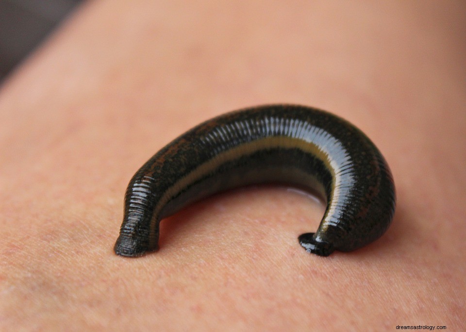 Leech:cosa significa sognare le sanguisughe? 