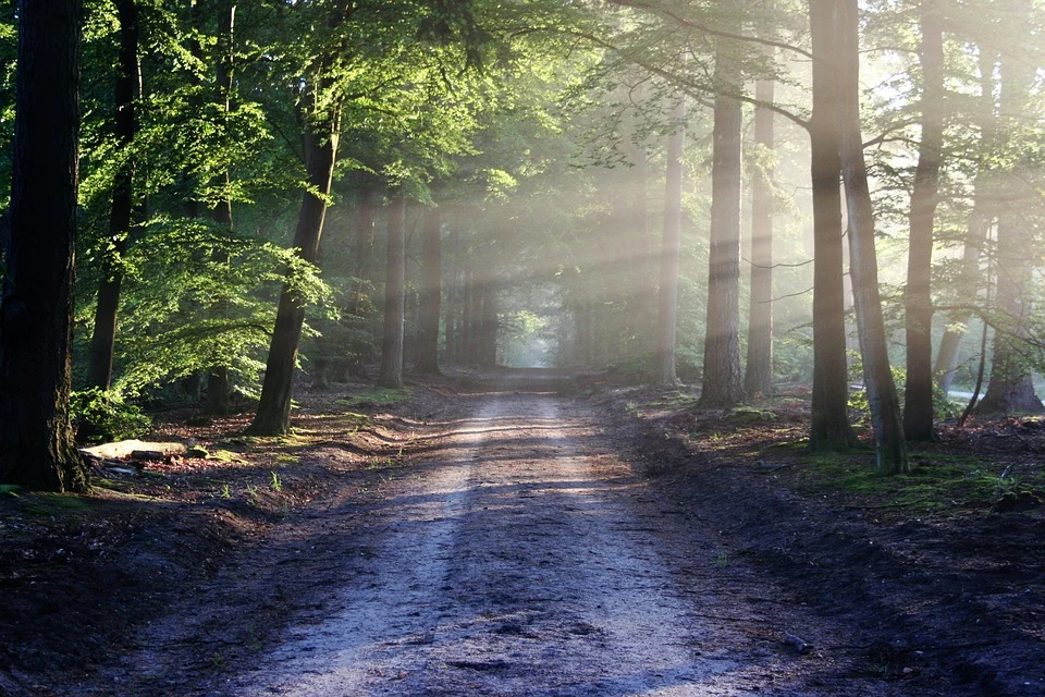 Rêves de sentier - Signification et symbolisme 