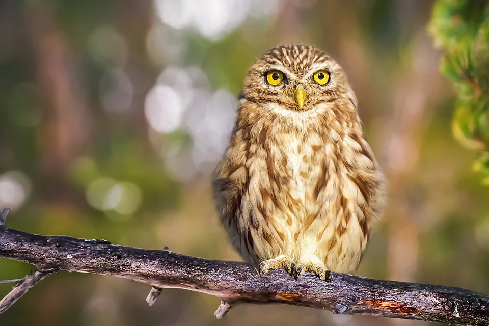 Apa Artinya Memimpikan Burung Hantu? 