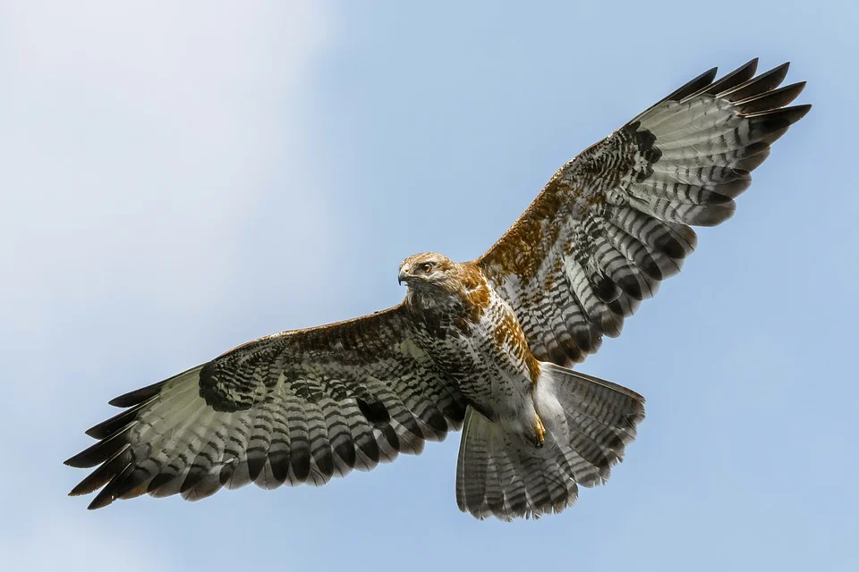 Falcon in a Dream – Significato e spiegazione 