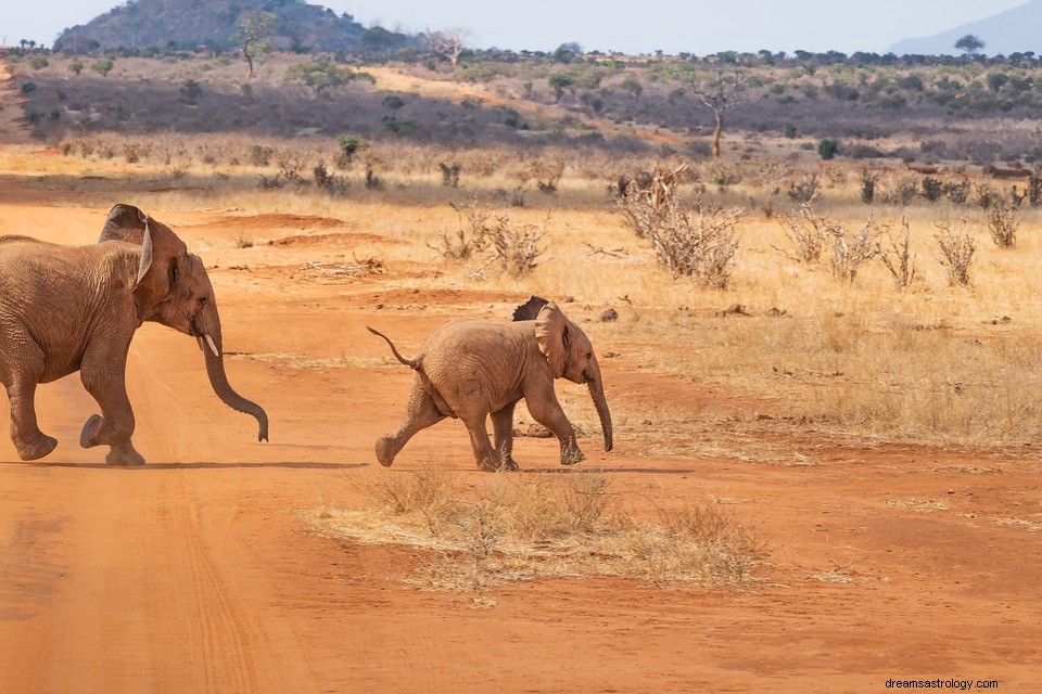 Olifant in een droom - Betekenis en uitleg 