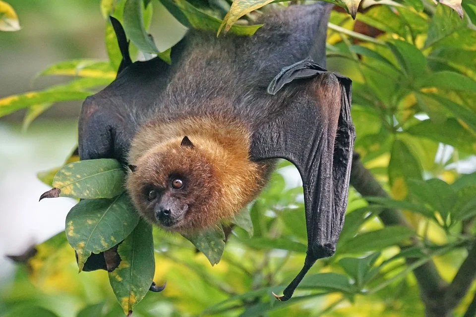 Träume über Fledermaus – Bedeutung und Symbolik 