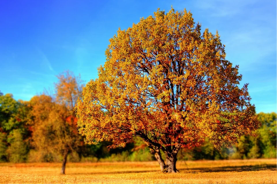 Significado de un árbol en un sueño 