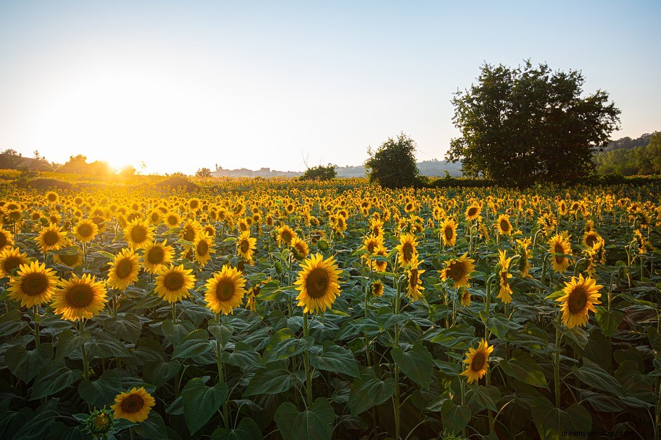 Zonnebloem - Betekenis en interpretatie van dromen 