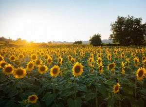 Tournesol - Signification et interprétation des rêves 