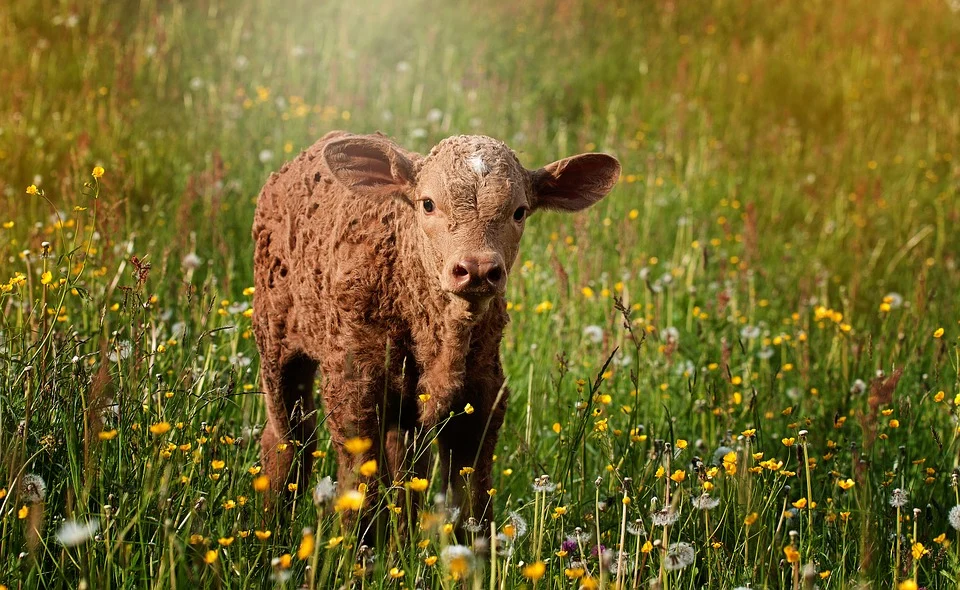 Was bedeutet es, von einem Kalb zu träumen? 