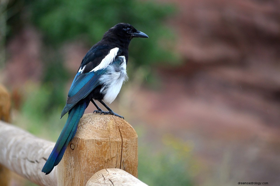 Drømme om Magpie – Betydning og Symbolik 