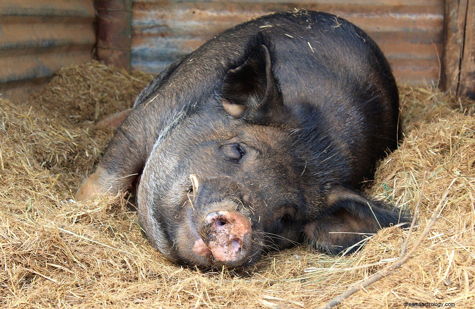 Schweinestall im Traum – Bedeutung und Erklärung 