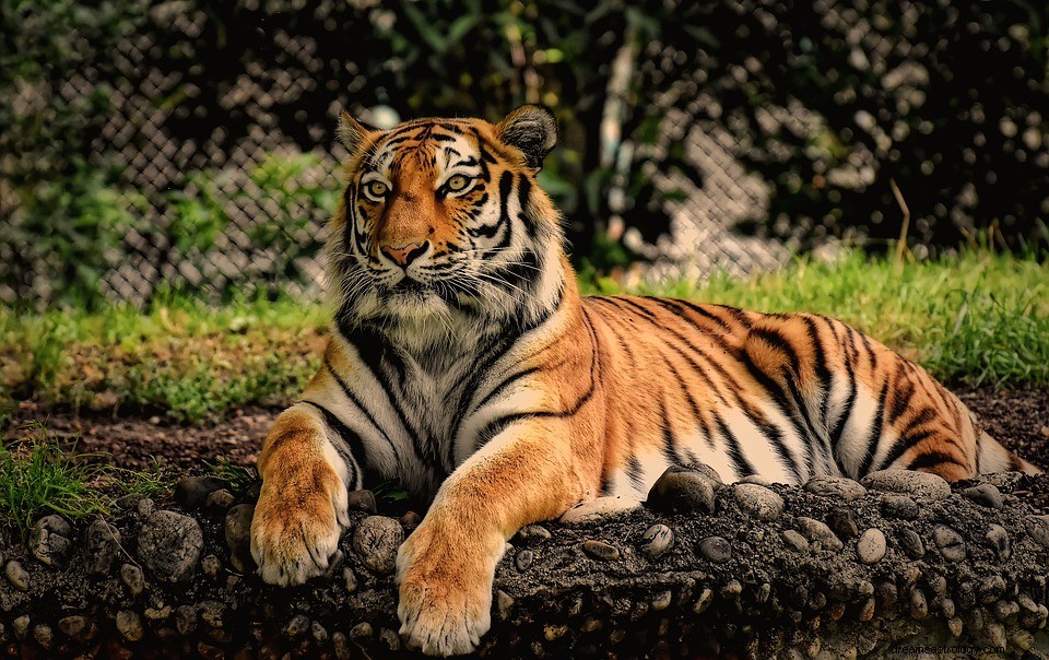 Tijger in een droom - Betekenis en uitleg 