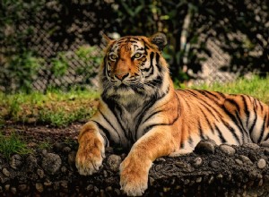 Tigre en un Sueño – Significado y Explicación 