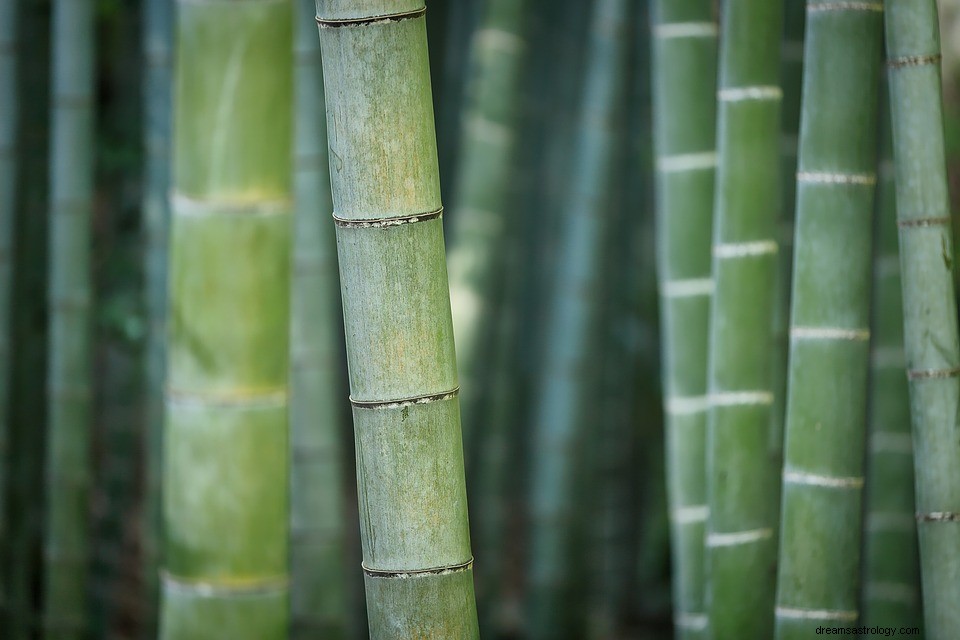 Reed we śnie – znaczenie i wyjaśnienie 