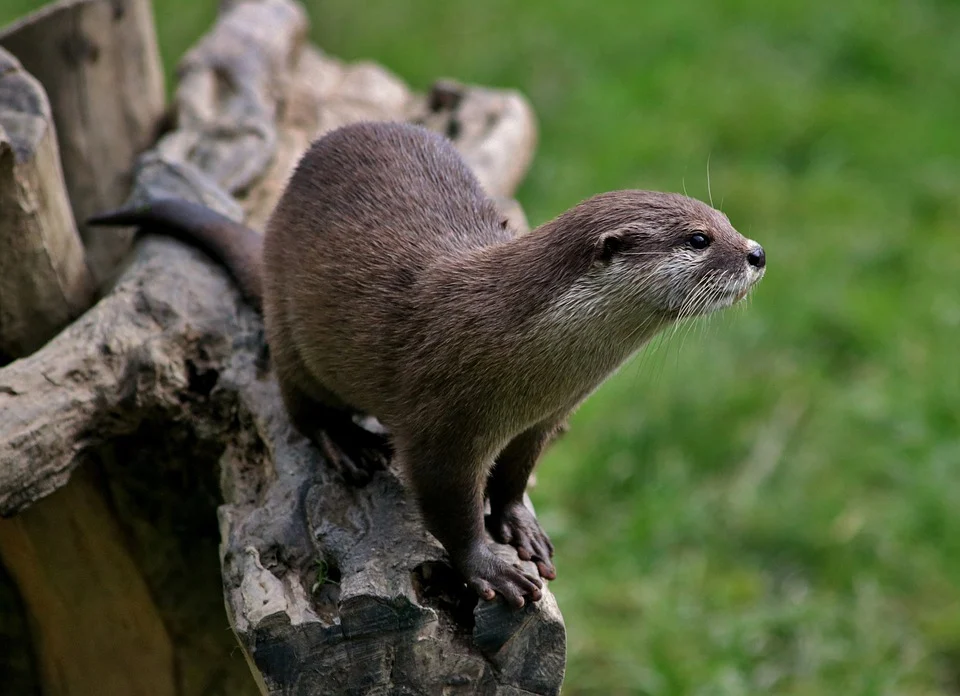 Betekenis van otter in een droom 