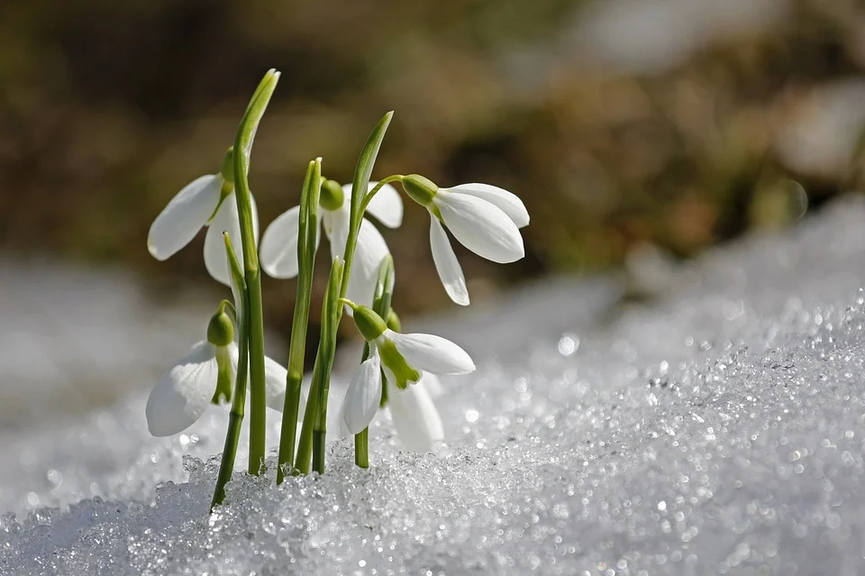Rêves de Galanthus/perce-neige – Signification et symbolisme 