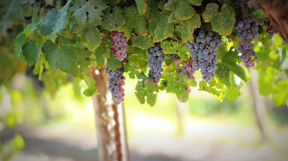 Co to znaczy marzyć o (winogronach) winoroślach? 