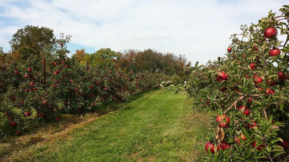 Obstgarten – Traumbedeutung und -deutung 